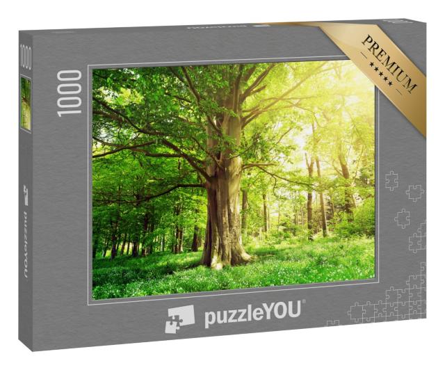 Puzzle 1000 Teile „Buchenwald mit einem alten Baum im Sonnenlicht“