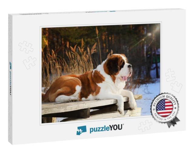 Purebred Dog Saint Bernard Lies on a Wooden Pier in the W... Jigsaw Puzzle