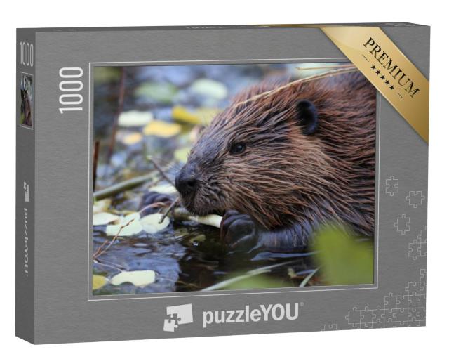 Puzzel 1000 stukjes „Voedende Noord-Amerikaanse bever, Castor canadensis, Alaska“