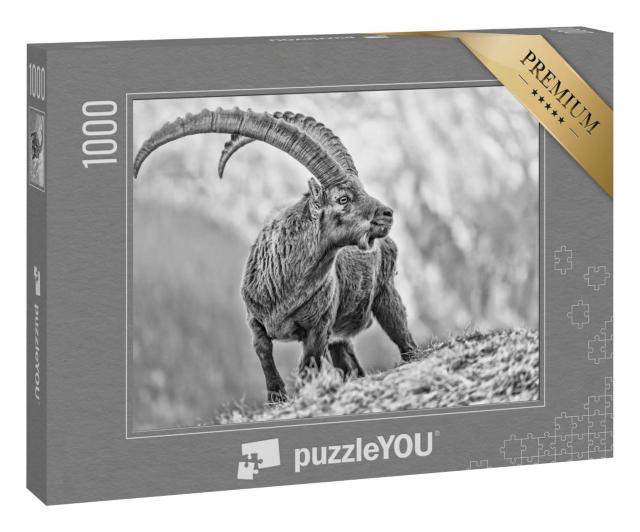 Puzzle 1000 Teile „Beeindruckendes Schwarz-Weiß-Porträt des Alpensteinbocks, Capra ibex“