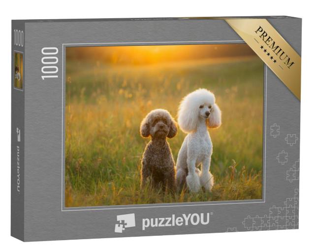 Puzzel 1000 stukjes „Twee poedels in de wei“