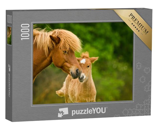 Puzzel 1000 stukjes „Kastanjekleurig IJslands veulen en zijn moeder“