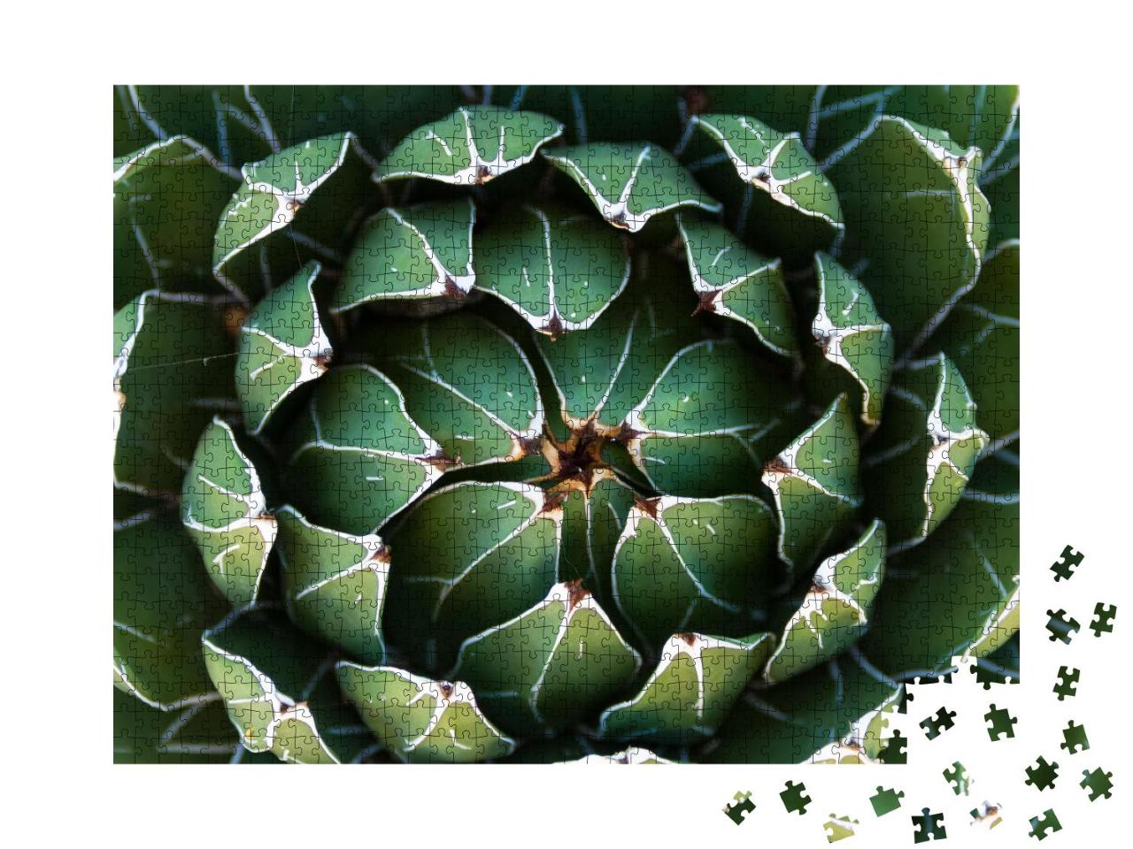 Puzzle 1000 Teile „Nahaufnahme eines blühenden Green Victoria Agave Kaktus“