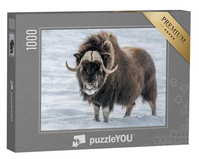 Puzzel 1000 stukjes „Muskusos in de sneeuw“