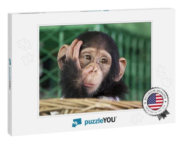 Chimpanzee Face... Jigsaw Puzzle
