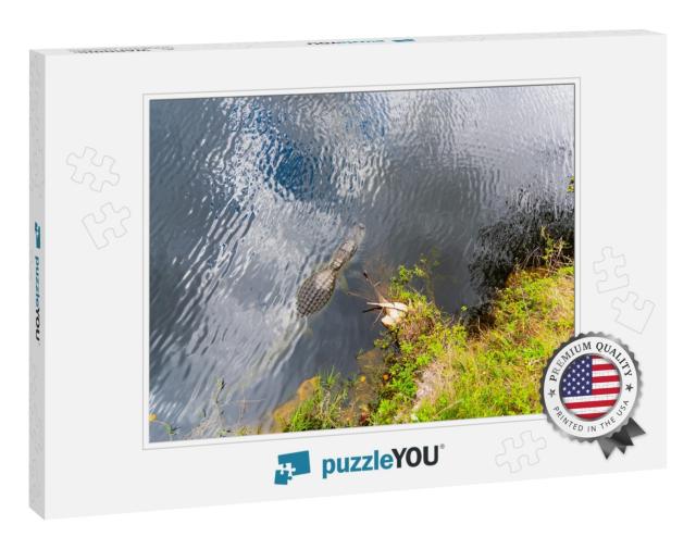 Alligator in the Everglades National Park Seen from Above... Jigsaw Puzzle