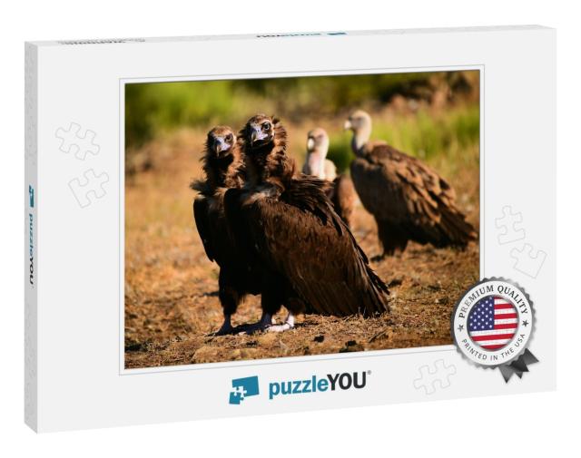 A Huge Black Vulture in Spain... Jigsaw Puzzle
