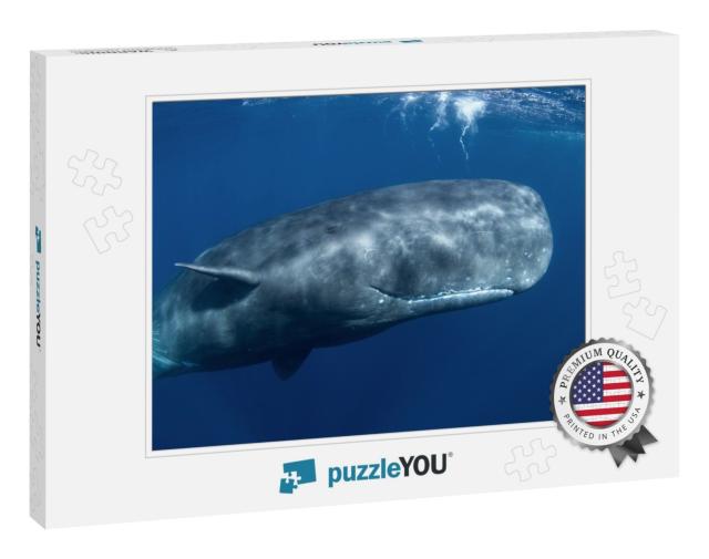 Sperm Whale, Physeter Macrocephalus, Indian Ocean... Jigsaw Puzzle