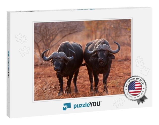 African Buffalo, Cape Buffalo, Syncerus Caffer, Kruger Na... Jigsaw Puzzle