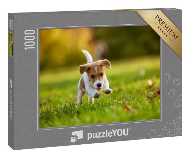 Puzzle 1000 Teile „Hunderasse: Jack Russell Terrier beim Spielen im herbstlichen Park“