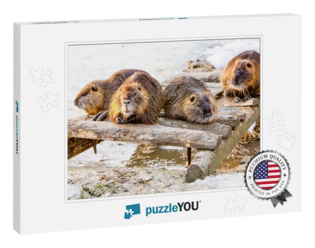 Beaver Family Group Snow Teeth Mice Four Members of a Bea... Jigsaw Puzzle