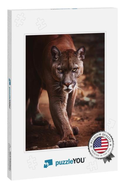 Cougar Felis Concolor American Puma Detail Portrait... Jigsaw Puzzle
