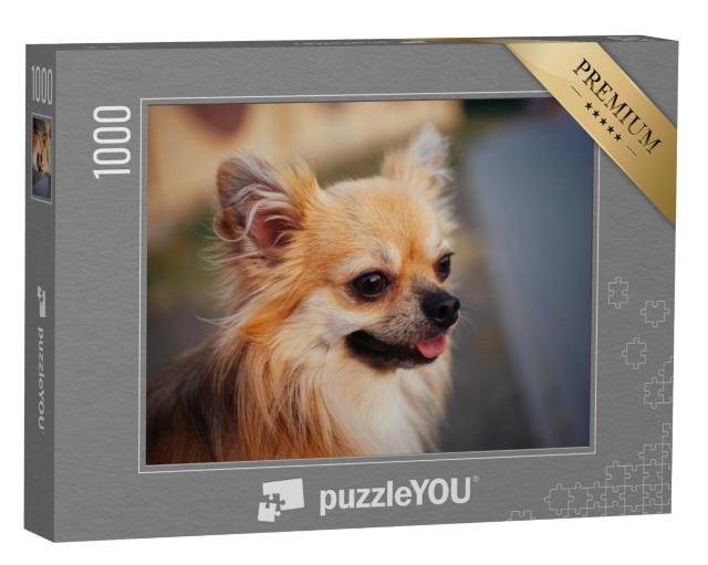 Puzzel 1000 stukjes „Portret van een langharige chihuahua buiten“