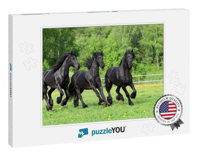 Three Dressage Friesian Horse Portrait in Outdoor... Jigsaw Puzzle