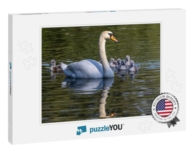Mute Swan Family. Mother with Babies. Cygnus Olor is a Sp... Jigsaw Puzzle