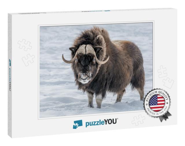 Muskox Looking in Your Eyes, Standing in the Snow... Jigsaw Puzzle