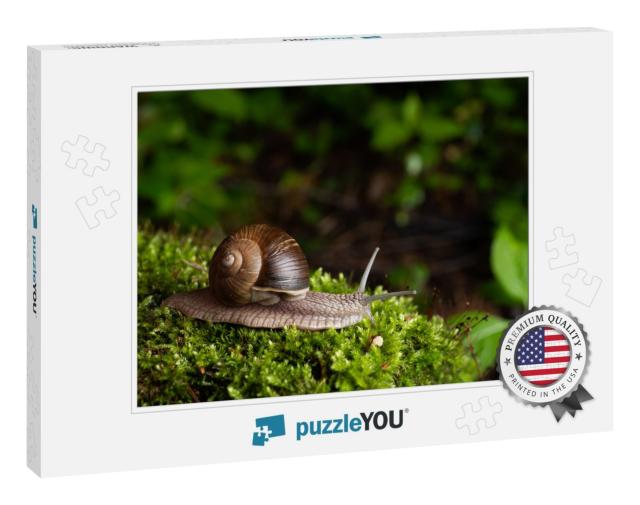 Snail in Its Natural Habitat. the Largest Snail in Europe... Jigsaw Puzzle