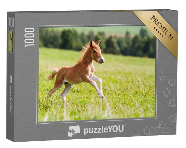 Puzzel 1000 stukjes „Falabella minipaard“