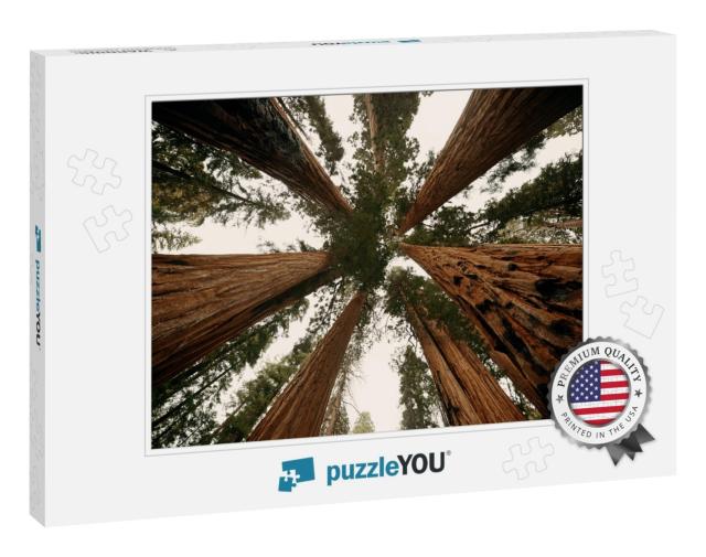 Giant Tree Closeup in Sequoia National Park... Jigsaw Puzzle