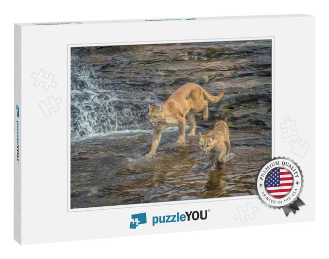 Cougar & Kit Crossing Minnesota River, Digital O... Jigsaw Puzzle