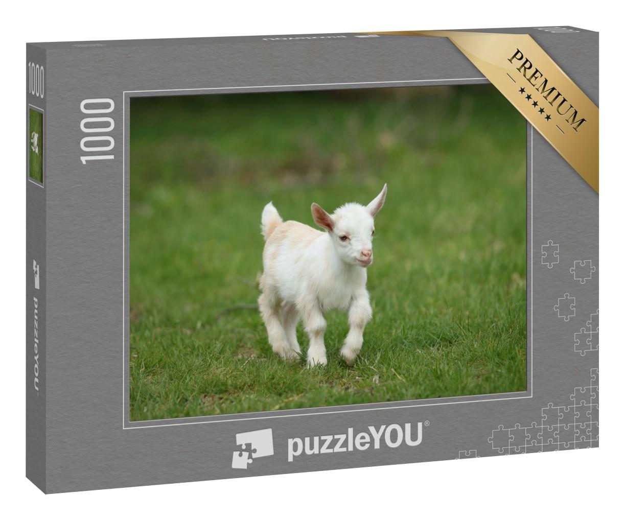 Puzzle 1000 Teile „Hübsches weißes Ziegenbaby läuft auf Gras, New England, USA“
