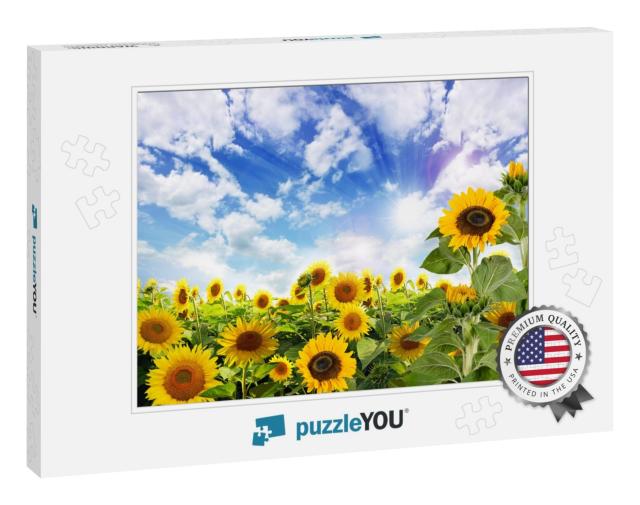 Beautiful Sunflowers in the Field Natural Background, Sun... Jigsaw Puzzle
