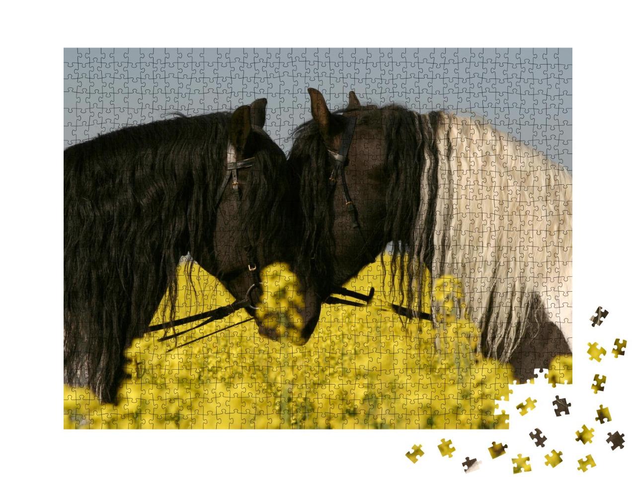 Puzzle 1000 Teile „Zwei Friesenpferde Stirn am Stirn im Rapsfeld“