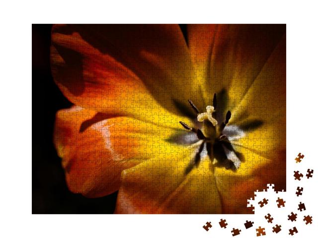 Puzzle 1000 Teile „Blick von der Seite auf eine orangefarbene schöne Tulpe“