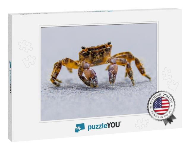 A Beach Crab Runs Along the Shore of a Sea... Jigsaw Puzzle