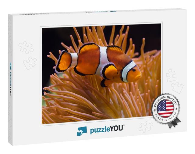 Ocellaris Clownfish Amphiprion Ocellaris, Also Known as t... Jigsaw Puzzle