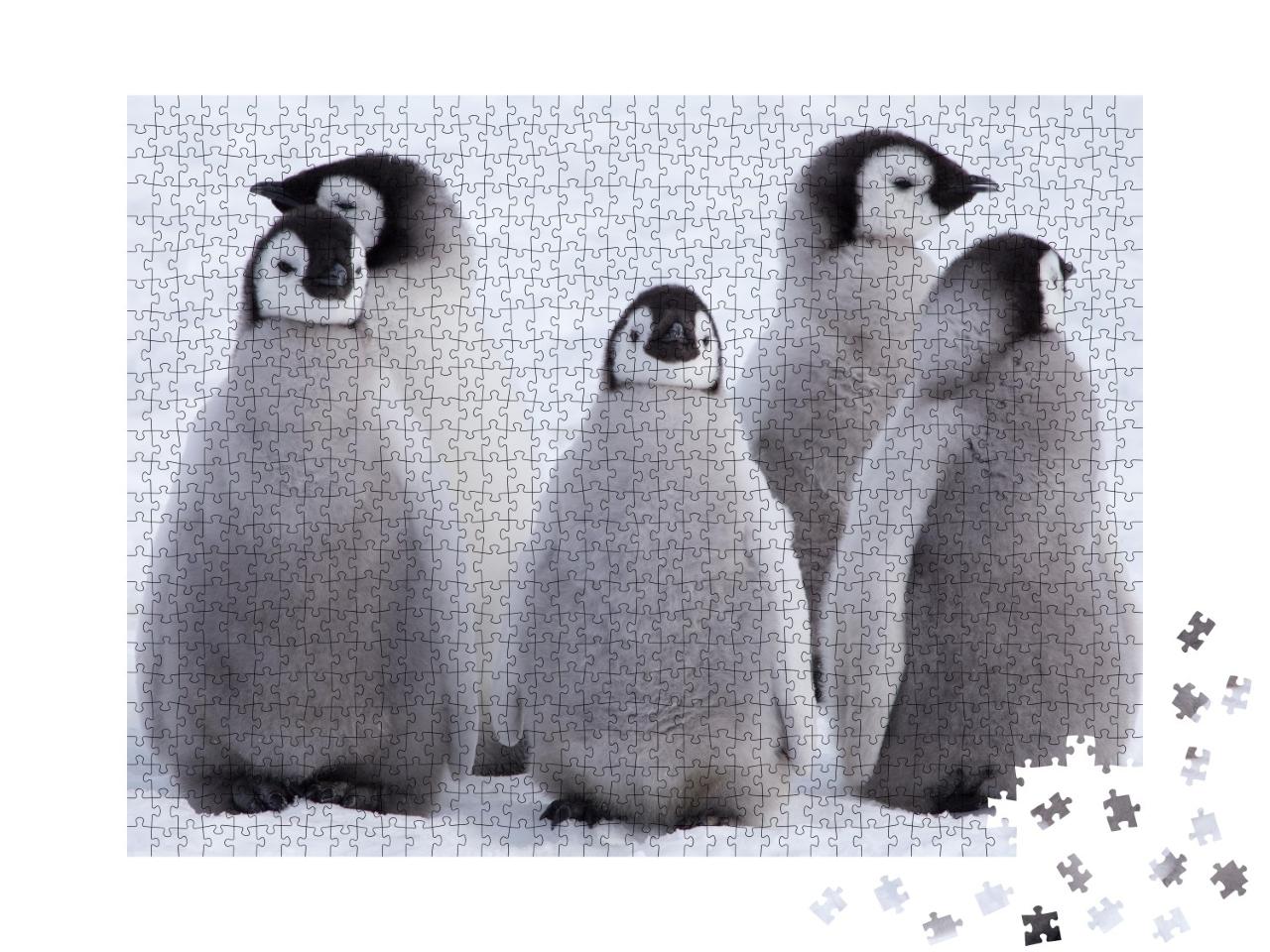 Puzzle 1000 Teile „Kaiserpinguinküken in der Antarktis“