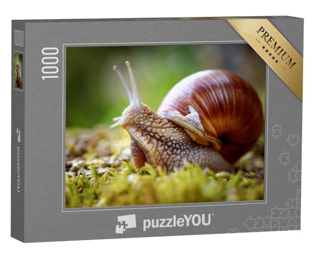 Puzzel 1000 stukjes „Helix pomatia, ook bekend als de wijngaardslak“