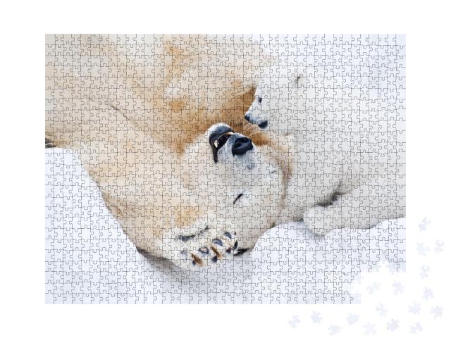 Puzzle 1000 Teile „Eisbärin spielt mit ihrem kleinen Jungen im Schnee“