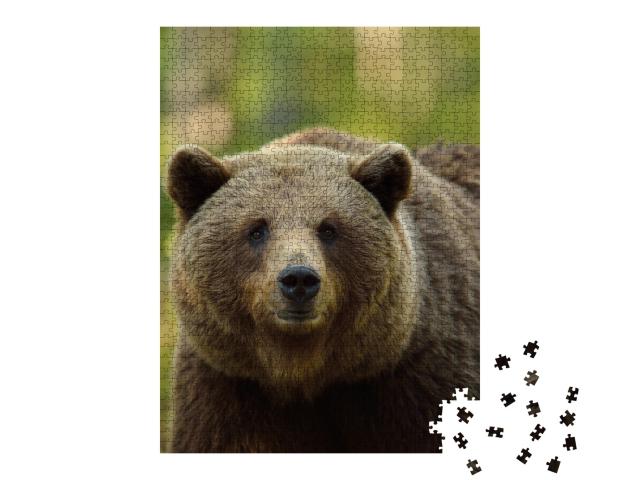 Puzzle 1000 Teile „Braunbär: Ursus arctos, Porträt im Wald“