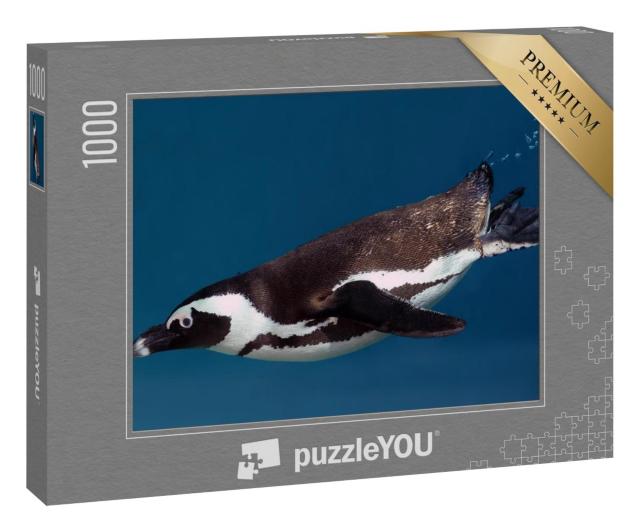 Puzzle 1000 Teile „Der Afrikanische Pinguin, ein fantastischer Taucher“