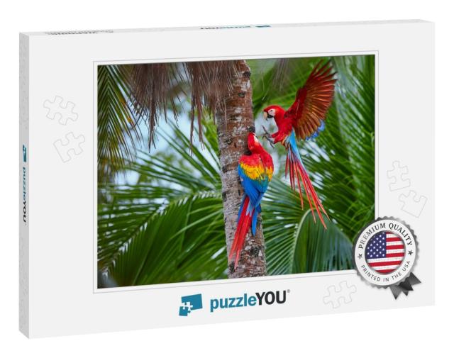 Two Ara Macao, Scarlet Macaw, Pair of Big, Red Colored, A... Jigsaw Puzzle