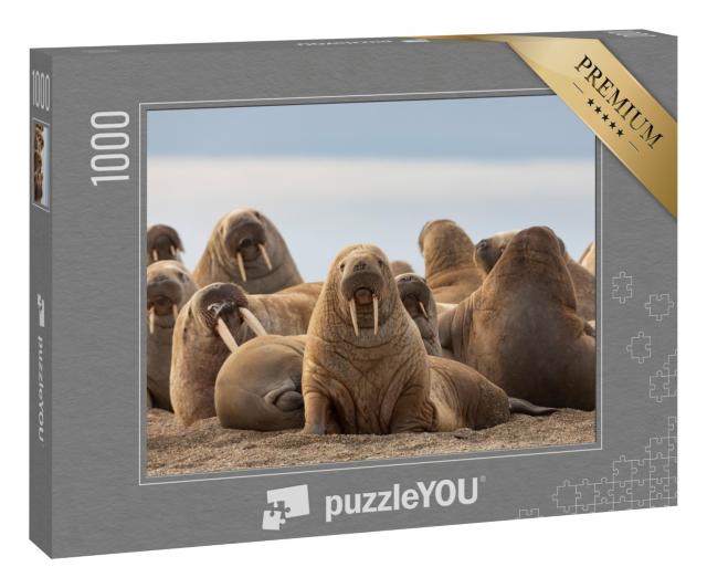 Puzzle 1000 Teile „Gruppe von Walrossen am Sandstrand, Svalbard, Blick in die Kamera“