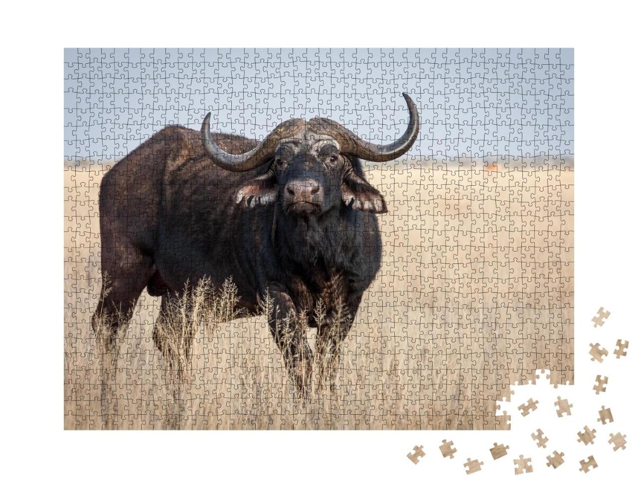 Puzzle 1000 Teile „Ein großer alter Kap-Büffel-Bulle auf einer Grasebene“