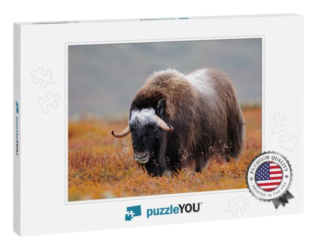 Musk Ox in a Autumn Landscape, Dovrefjell, Norway, Ovibos... Jigsaw Puzzle