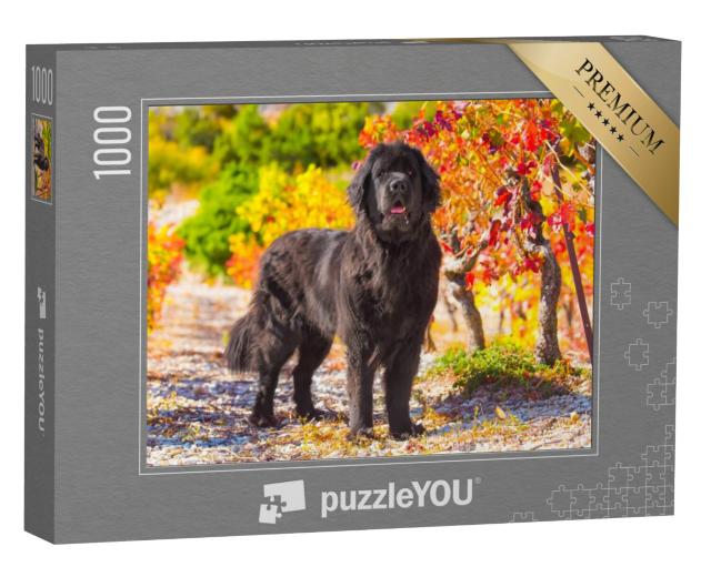 Puzzel 1000 stukjes „Newfoundland in herfstlandschap“