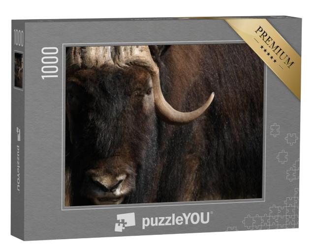 Puzzel 1000 stukjes „Portret van een oude muskusos met lange hoorn en vacht“