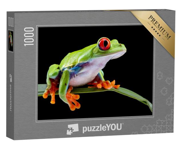 Puzzel 1000 stukjes „Roodoogmakikikker op een blad“