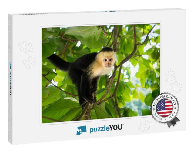 White-Headed Capuchin Monkey in Manuel Antonio, the Rainf... Jigsaw Puzzle