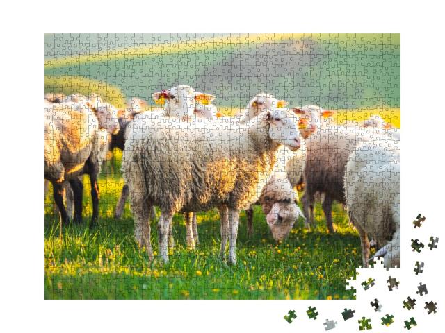 Puzzle 1000 Teile „Schafe auf einer Wiese, auf grünem Gras bei Sonnenuntergang“