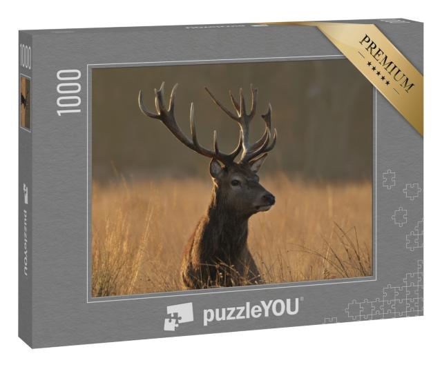 Puzzle 1000 Teile „Portrait: Rotwild in freier Natur“