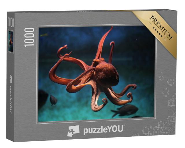 Puzzel 1000 stukjes „Gewone octopus“