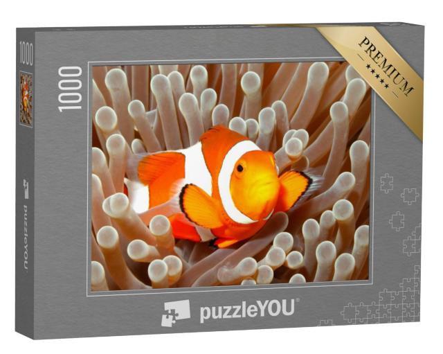 Puzzel 1000 stukjes „Clownvis, Bali, Indonesië“