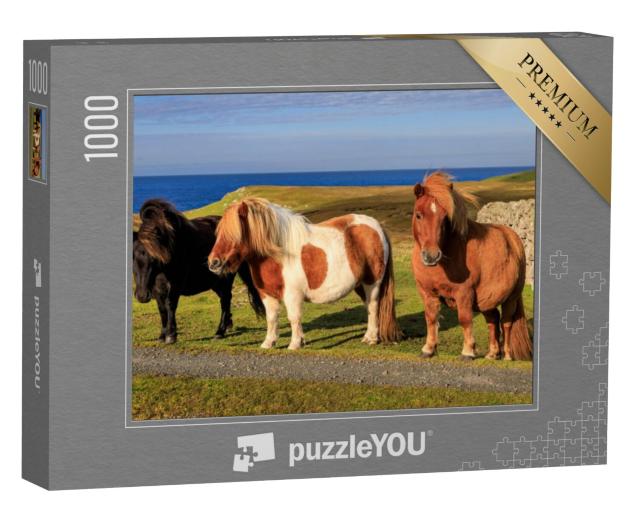 Puzzel 1000 stukjes „Drie Shetlandpony's aan de kust van Schotland“