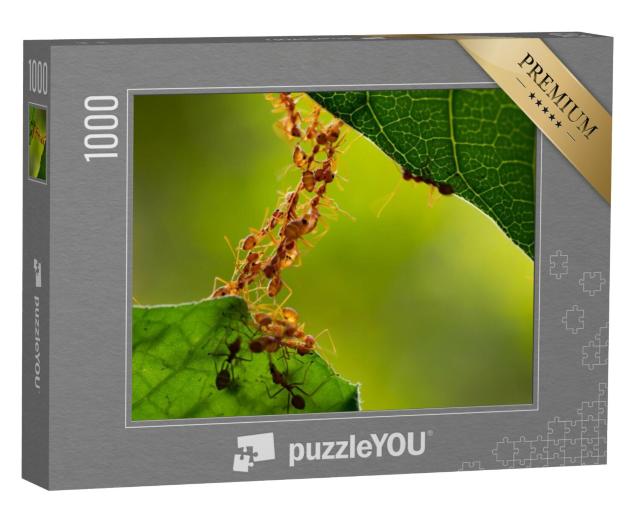 Puzzel 1000 stukjes „Een mierenbrug“