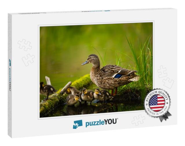 Mallard Female with Little Ducklings in a Living Nature o... Jigsaw Puzzle